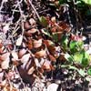 Bearberry Plant