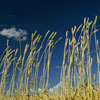 The Wheat Field of Northern Alberta.