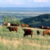 Cattle in the foothills near Cochrane, Alberta.