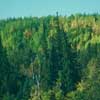boreal forest- seasonal change