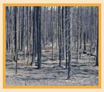 Burned Spruce Forest