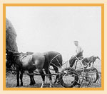 Dump rake pulled by a team of horses, 1929.