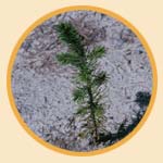 Spruce Seedling