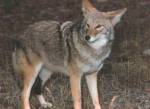 Swift Fox main predator: Coyote