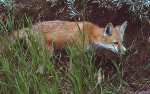 Carnivor: Red Fox