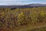 Dry Mixedwood forest with Aspen Trees