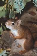 A Red Squirrel close up