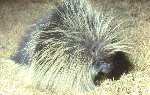 American Porcupine