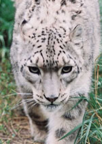 Snow Leopard at the Valley Zoo