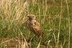 Burrowing Owl :Mixeddrass Region