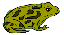 Illustration of a Great Plains Toad