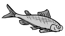 Illustration of the Pygmy Whitefish