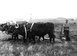 Breaking land with oxen on Canadian prairies
