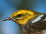 Black-throated Warbler