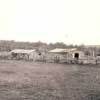 A panoramic shot of a typical Estonian farm north of Eckville during the first half of the 20th century. The construction of barns and farmhouses was simplified by the abundance of pine and spruce trees present in the area.