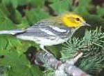 Black-throated Warbler