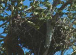 A Ferruginous Hawk nest.