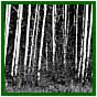 Des peupliers tremble (Populus tremuloides): Le fort-parc de la Tremblaie est une transition entre la pastorale et la fort borale, entre les contreforts et les prairies