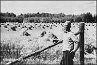 J.D. Edwards beside a grain field near Amber Valley, Alberta.