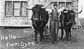 J. Fred Scott avec une trane et une paire de boeufs dans le village dOyen, Alberta en 1912.