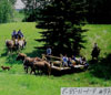 Horse and wagon convoy
