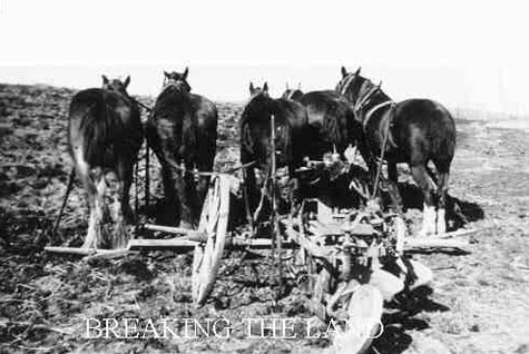  Breaking  land on the Mottus\'s homestead with a team of five horses.