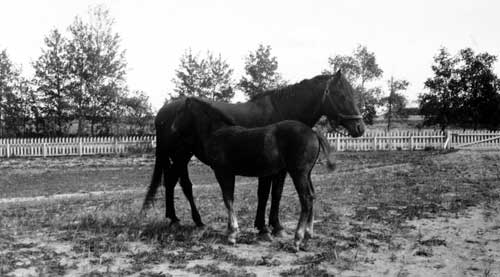 Ruby with her colt, Tessie