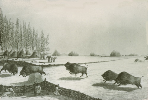 Illustration d'une fourrière à bisons. Les fourrières étaient utilisées sur les plaines dans les endroits où les sauts de bisons n'étaient pas possibles.