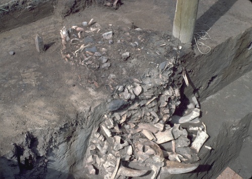 Une grande partie du travail de l'archologue consiste  documenter et  rendre un sens aux trouvailles telles que ce tas d'os de bisons du site de Head-Smashed-In Buffalo Jump.
