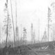 Remains of McArthur Lumber Camp after the 1919 fire.