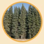 White Spruce Forest near Swan Hills