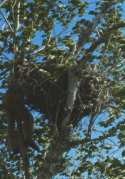 Ferruginous Hawk nest