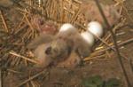 Short-eared Owl nest