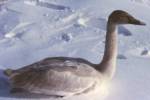 Trumpeter Swan during winter