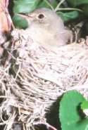 Flycatcher's nest