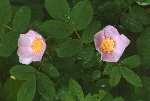 Prickly Rose of the Boreal Forest