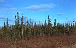 Black Spruce tree forest