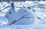 Snowshoe Hare camoflaged in the snow