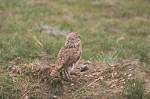 Burrowing Owl Nesting Site