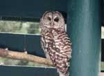 Valley Zoo Owl