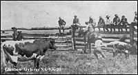 Calf branding at Pincher Creek, Alberta, 1886.