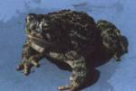 Great Plains Toad