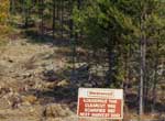 Replanted Lodgepole Forest near Luscar