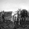 A farmer guides his team of horses across the rocky prairie soil. Prior to steam engines and tractors, a plough was the only way of breaking the soil. Albertas Estonian farmers found the work difficult and strenuous yet rewarding.