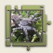 This photo is taken from the April 2003 Environmental Research and Studies Centre newsletter &quot;environmental news.&quot; The publication features articles related to the environment and conservation. In this case, David P. Shorthouse wrote an article on the relationship of spiders to forestry.