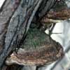 Willow Fungus