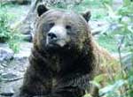 Calgary zoo bear