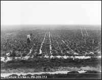 A field of sugar beets near Raymond, Alberta in July 1904.