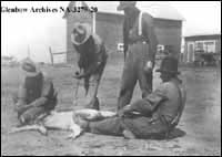 Jack Pierson marquant le btail au ranch de Bobby Knox, Steveville, Alberta.