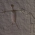 A Petroglyph from Writing-On-Stone Provincial park